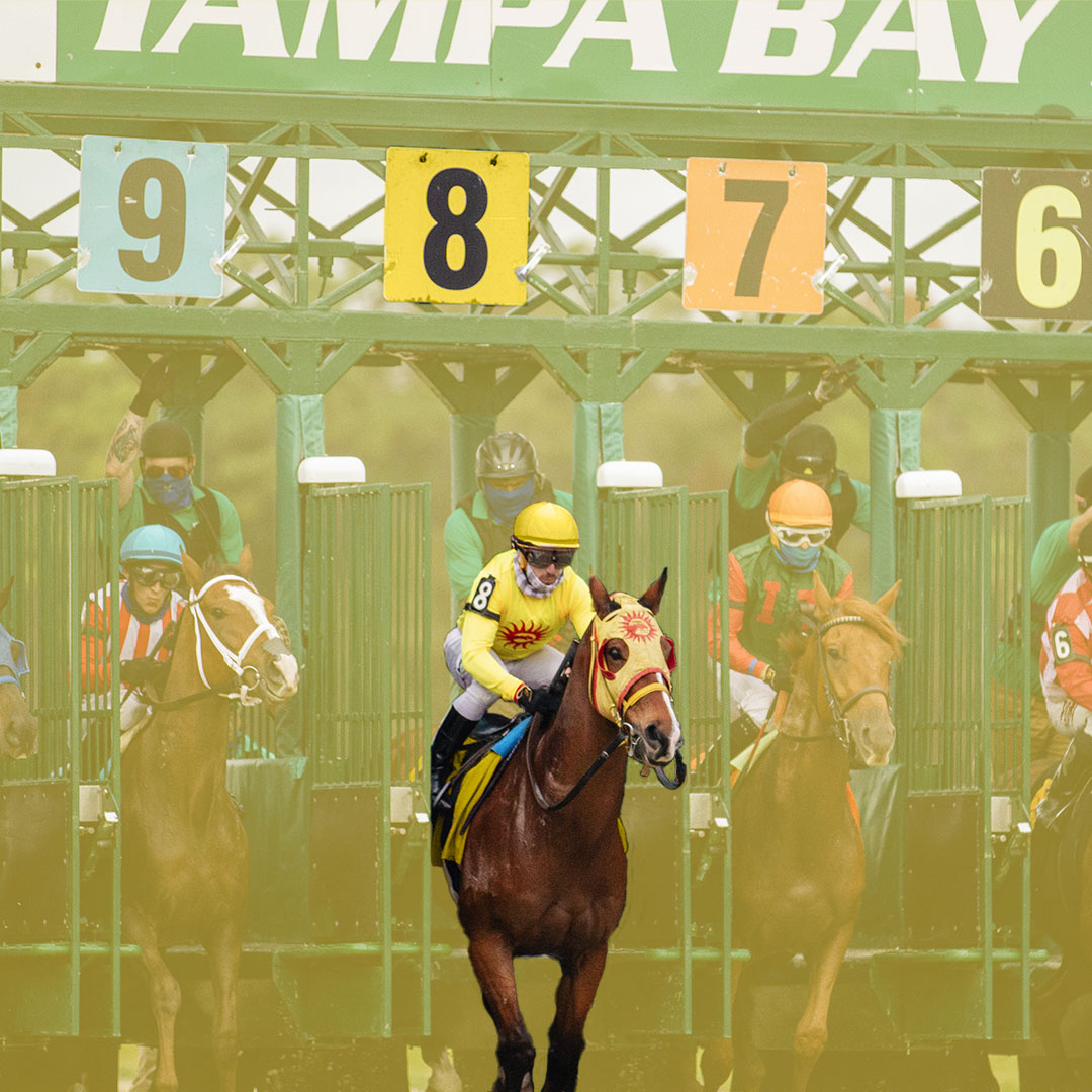 Race horses jumping from the gates